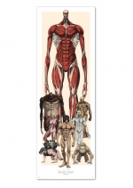 Plagát na dvere Attack on Titan - Characters
