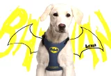 Široký postroj pre psa DC Comics - Batman 