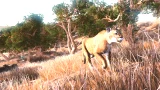 Hunting Simulator (PS4)