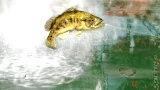 Rapala Pro Bass Fishing 2010 + prút (WII) - Rapala Pro Bas Fishing